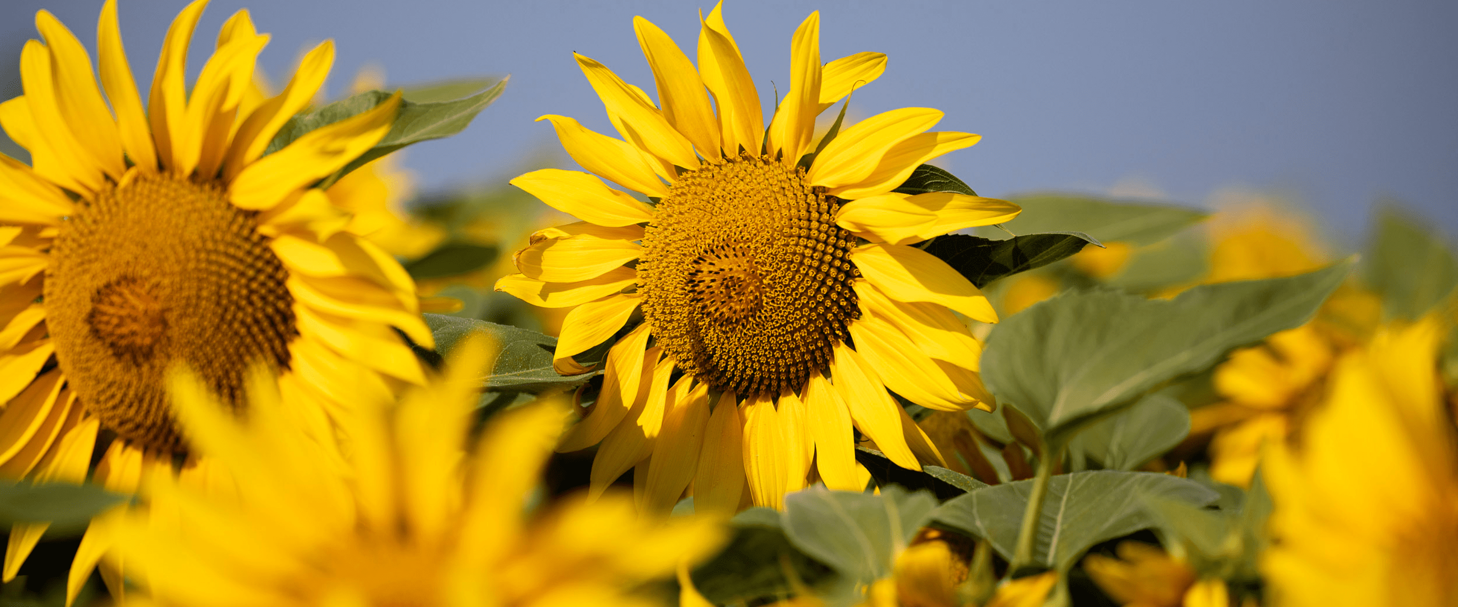 Sunflower product limagrain